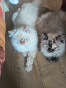 chaton  à vendre - Photo 5
