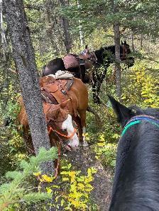 Mare - BROKE - Photo 4