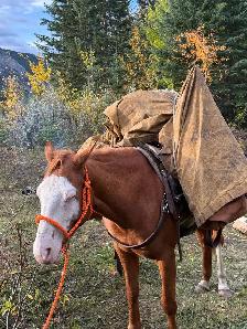 Mare - BROKE - Photo 6