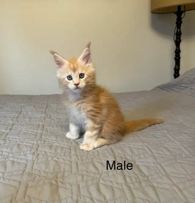 Maine Coon Kittens