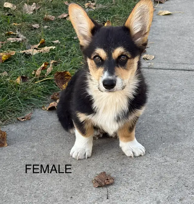 Only one left  - corgi puppy!