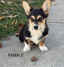Only one left  - corgi puppy!