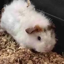 baby guinea pigs