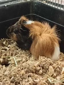 baby guinea pigs - Photo 2