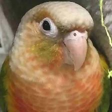baby pineapple conure