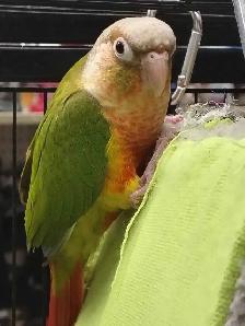 baby pineapple conure - Photo 2