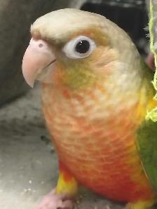 baby pineapple conure - Photo 3