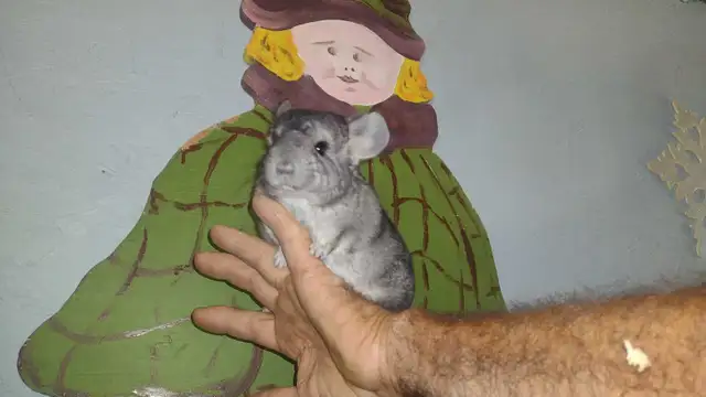 chinchillas