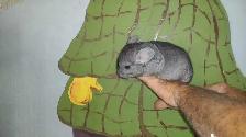 chinchillas - Photo 2