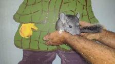 chinchillas - Photo 3