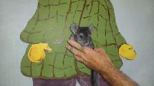 chinchillas - Photo 4