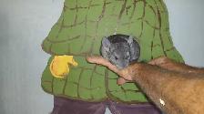 chinchillas - Photo 5