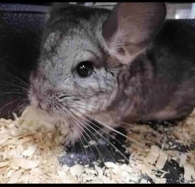 baby chinchillas