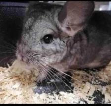 baby chinchillas