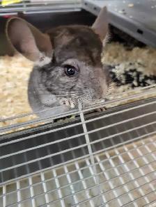 baby chinchillas - Photo 2