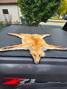 GOOD CONDITION FOX PELT -- RUG