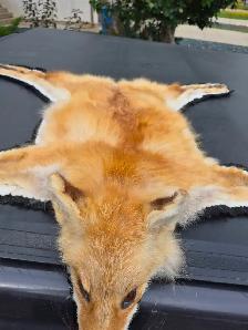 GOOD CONDITION FOX PELT -- RUG - Photo 2