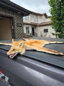 GOOD CONDITION FOX PELT -- RUG - Photo 3
