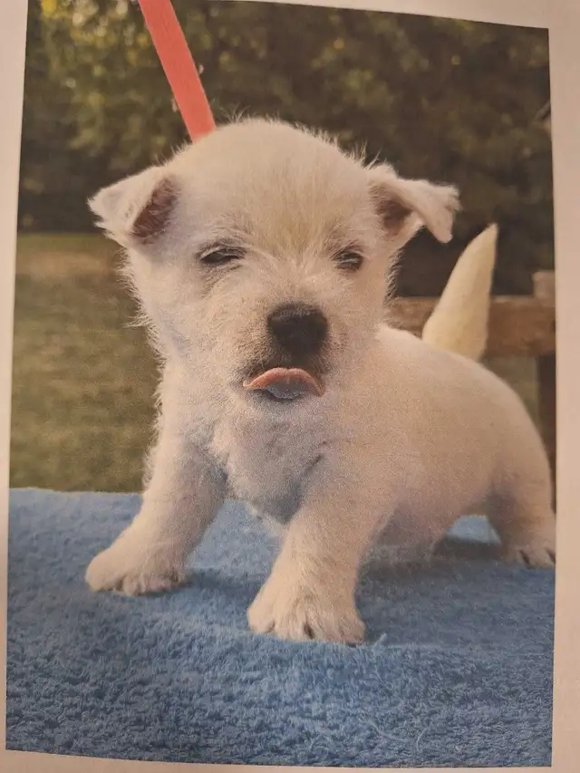 west highland white terriers