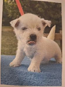 west highland white terriers