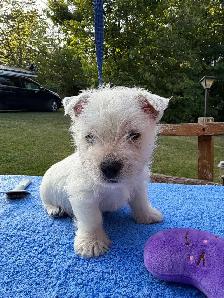 west highland white terriers - Photo 2