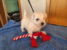 west highland white terriers - Photo 3