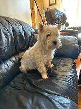 west highland white terriers - Photo 4