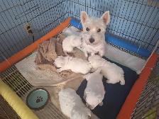 west highland white terriers - Photo 5