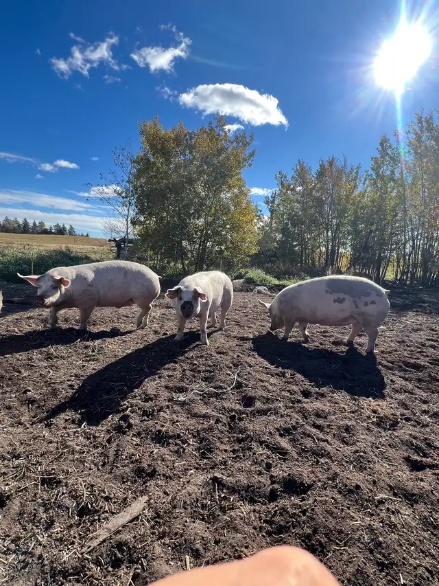 Butcher Pigs