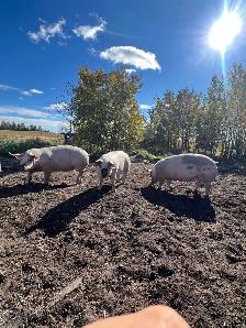 Butcher Pigs