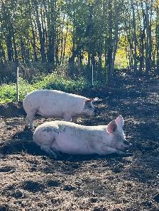 Butcher Pigs - Photo 2