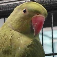 baby Indian ringneck parakeet