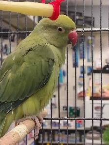 baby Indian ringneck parakeet - Photo 3