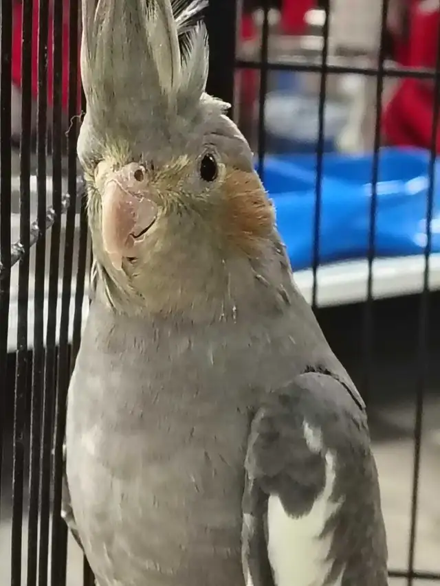 baby cockatiel