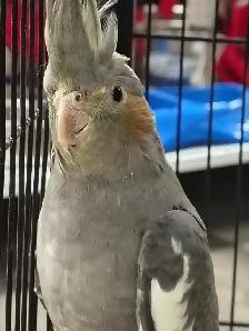 baby cockatiel