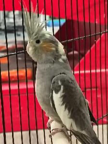baby cockatiel - Photo 2