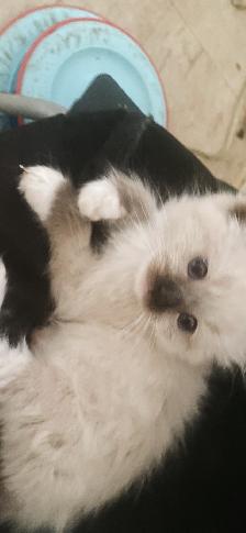 GORGEOUS BABY WHITEMITTTED & CHOCOLATEPOINT RAGDOLLS!! - Photo 3