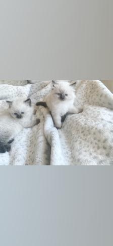 GORGEOUS BABY WHITEMITTTED & CHOCOLATEPOINT RAGDOLLS!! - Photo 4