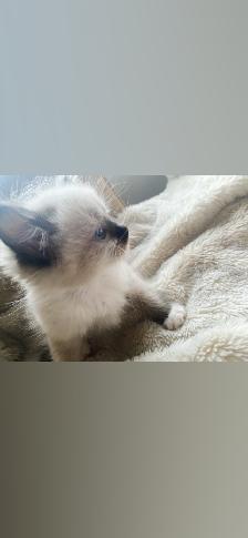 GORGEOUS BABY WHITEMITTTED & CHOCOLATEPOINT RAGDOLLS!! - Photo 6