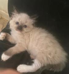 GORGEOUS BABY WHITEMITTTED & CHOCOLATEPOINT RAGDOLLS!! - Photo 7