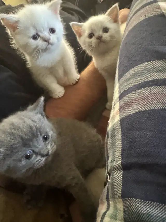 plush Scottish fold Siamese boys