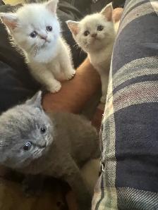 plush Scottish fold Siamese boys