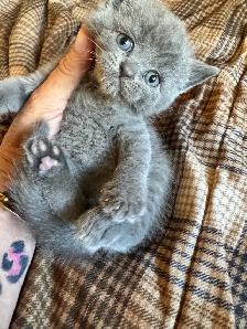 plush Scottish fold Siamese boys - Photo 2