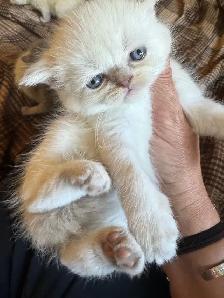 plush Scottish fold Siamese boys - Photo 4