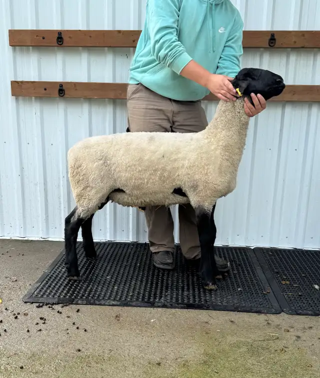 Suffolk ram lamb