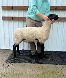 Suffolk ram lamb