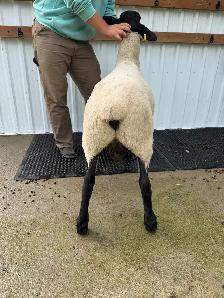 Suffolk ram lamb - Photo 2