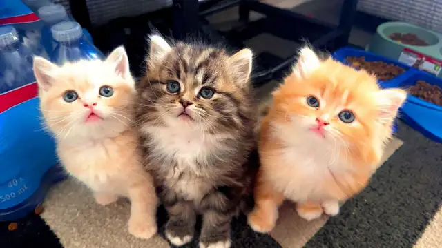 Kittens for Sale