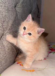 Kittens for Sale - Photo 2
