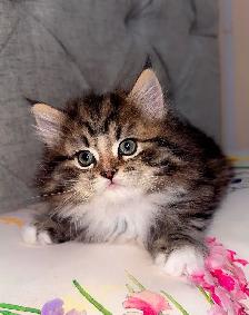 Kittens for Sale - Photo 3